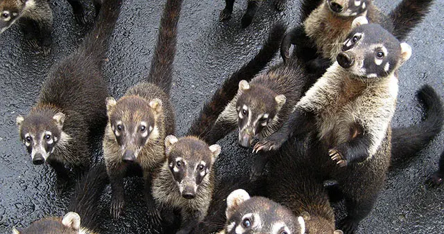 A group of curious coatis looking up at the camera